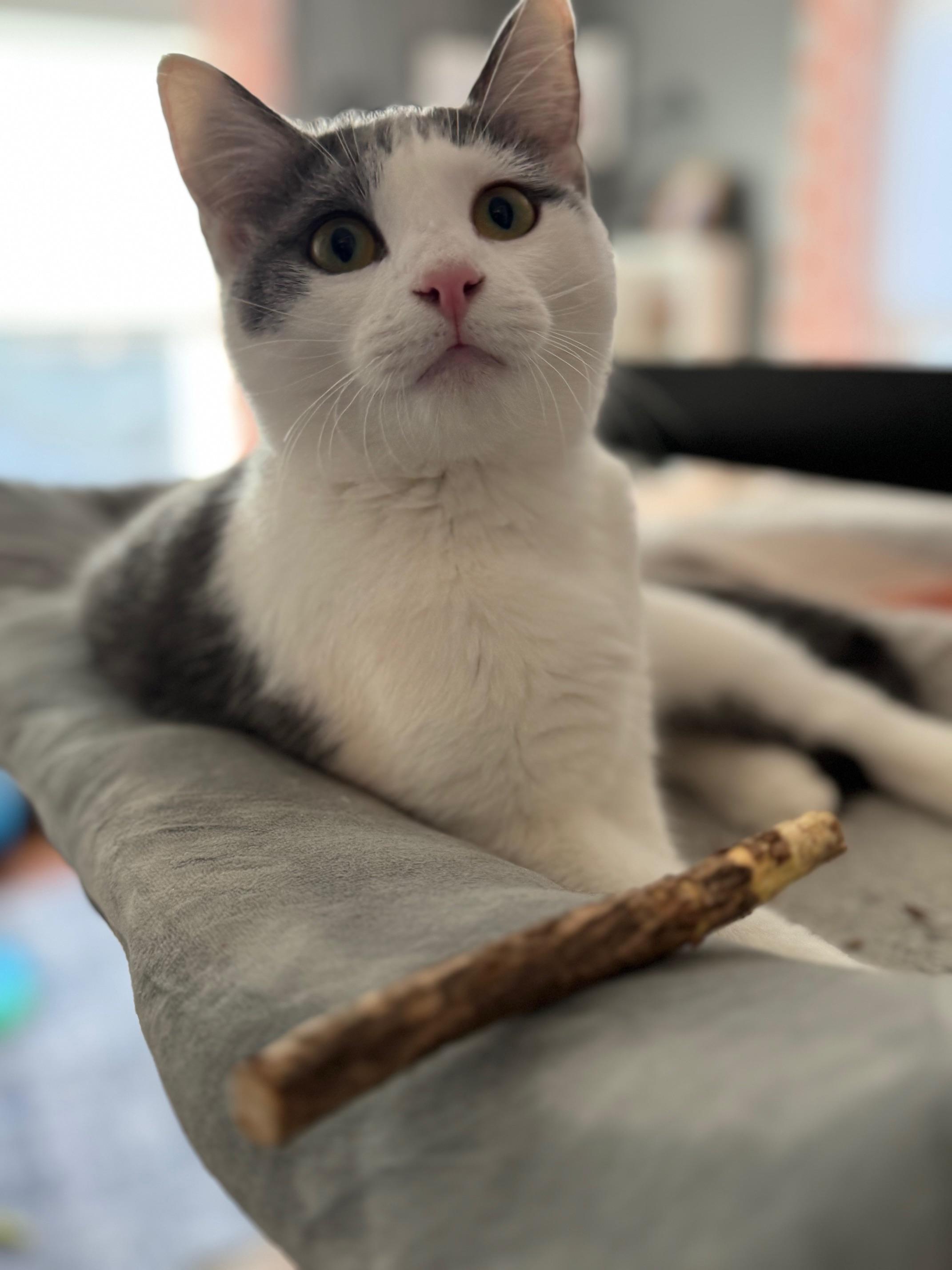 Enlarge Mary Sanderson, an adopted Domestic Short Hair in Guthrie, OK image 6/6