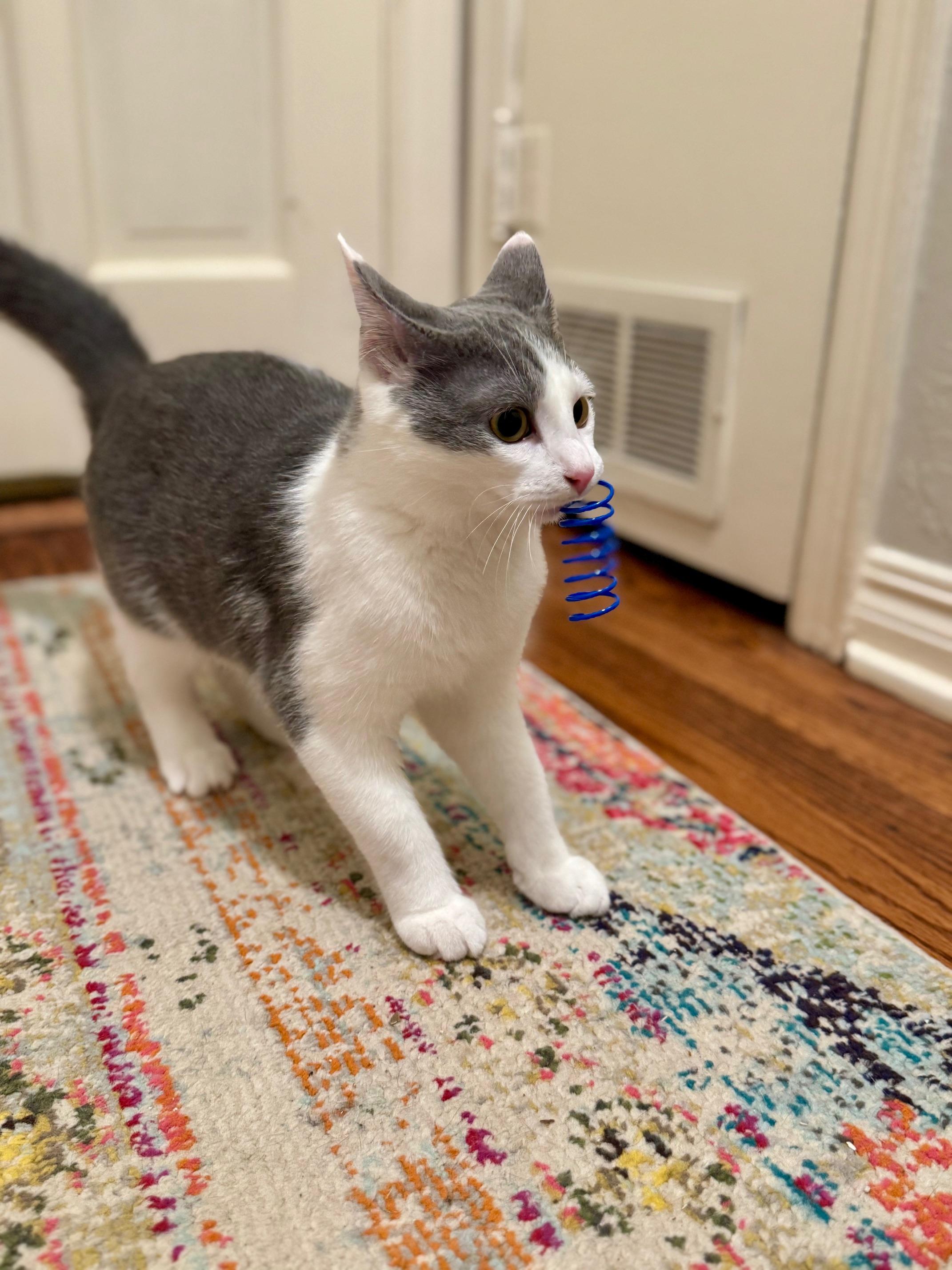 Enlarge Mary Sanderson, an adopted Domestic Short Hair in Guthrie, OK image 3/6