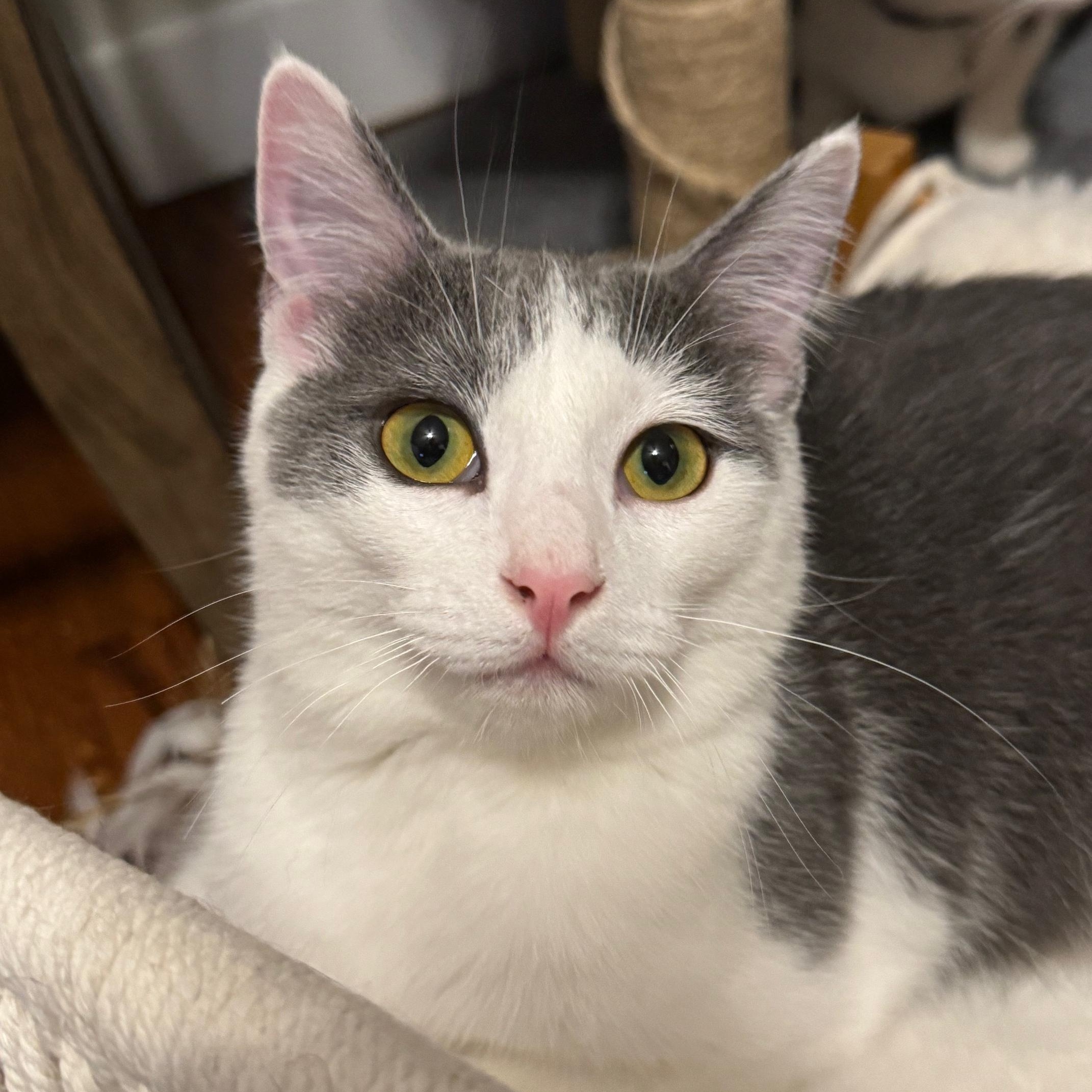 Enlarge Mary Sanderson, an adopted Domestic Short Hair in Guthrie, OK image 4/6