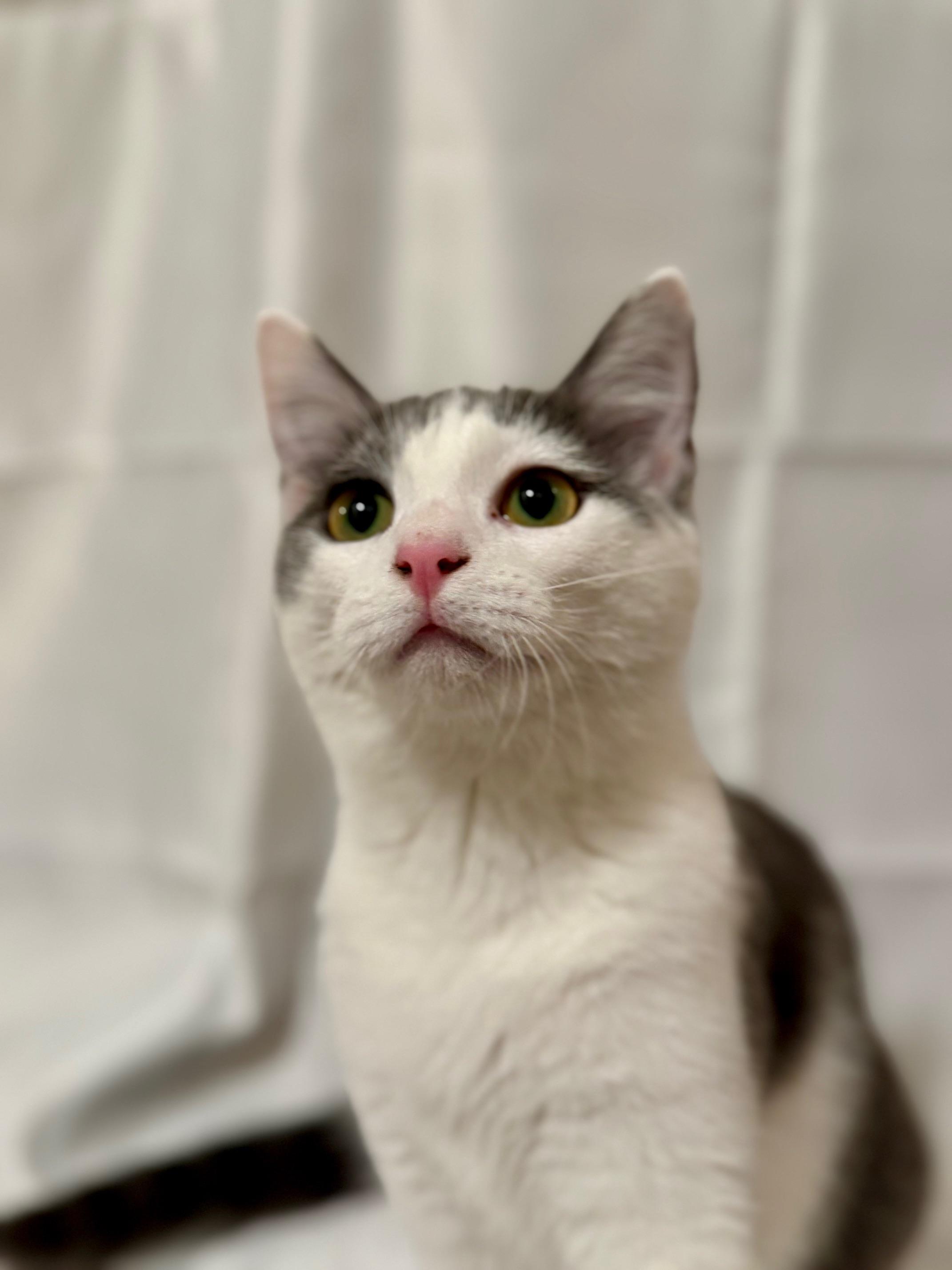 Enlarge Mary Sanderson, an adopted Domestic Short Hair in Guthrie, OK image 1/6