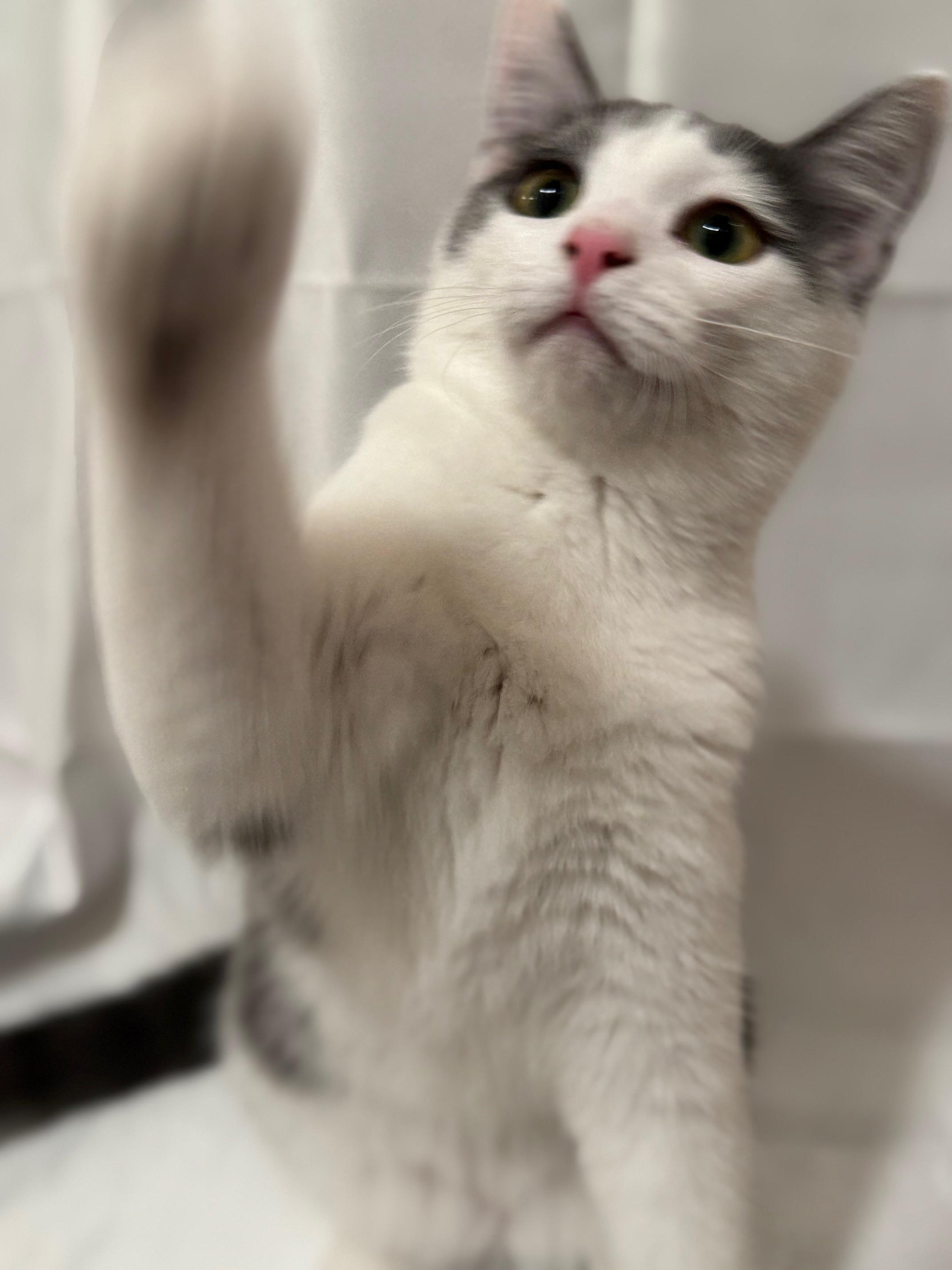 Enlarge Mary Sanderson, an adopted Domestic Short Hair in Guthrie, OK image 2/6