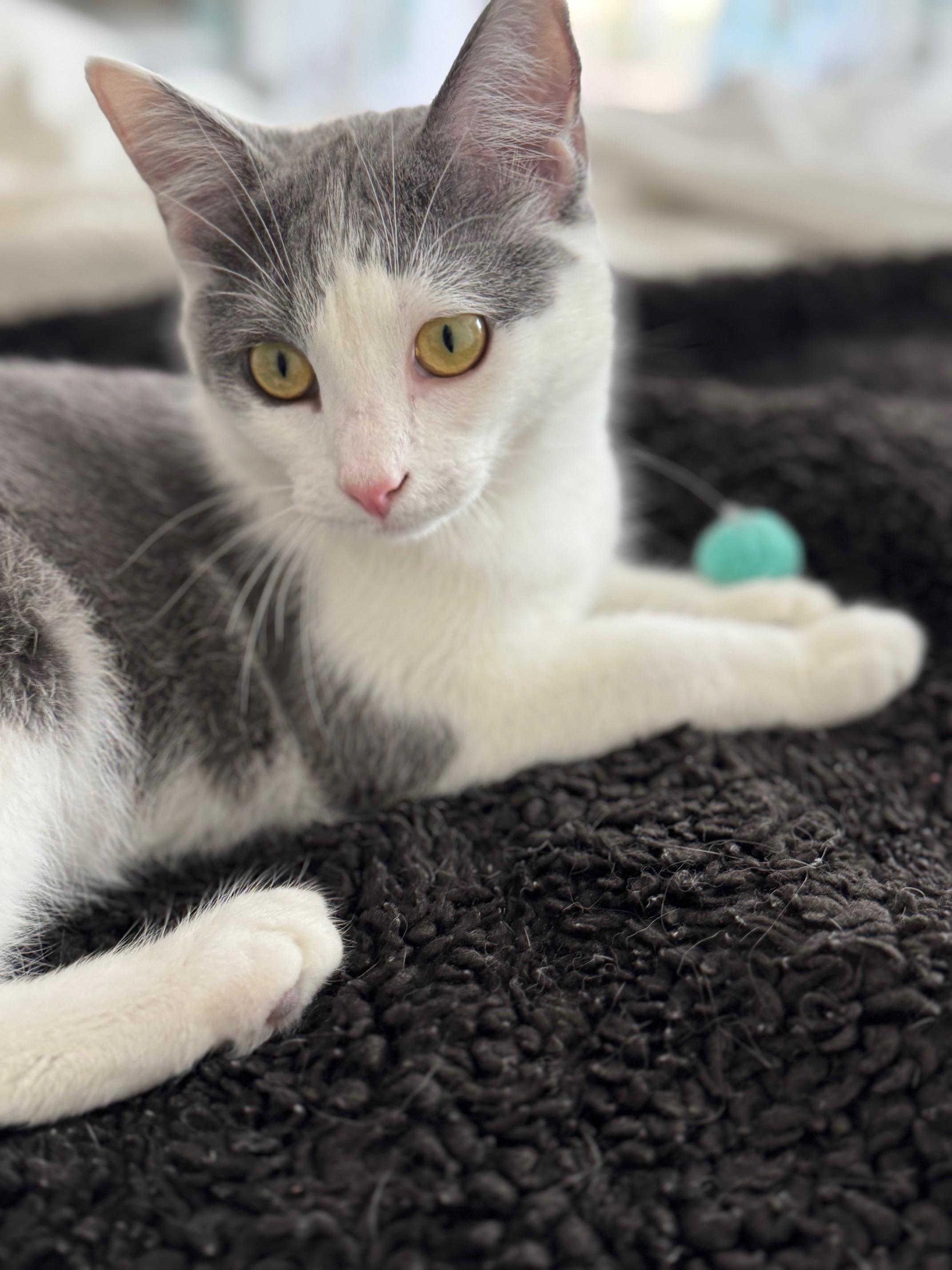 Enlarge Mary Sanderson, an adopted Domestic Short Hair in Guthrie, OK image 5/6