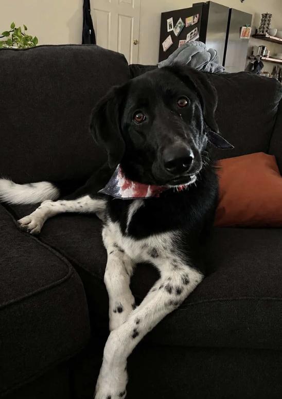 Dottie, a ADOPTABLE mixed breed in Davis, CA image 2/6