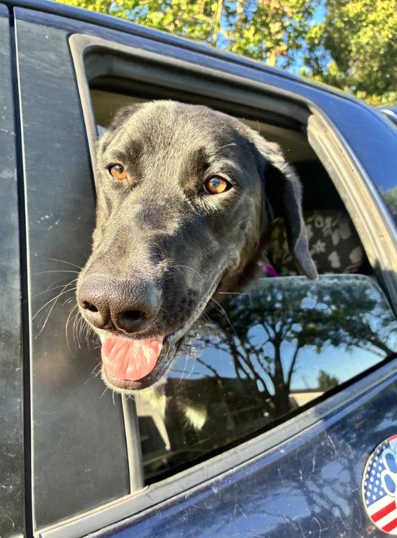 Dottie, a ADOPTABLE mixed breed in Davis, CA image 5/6