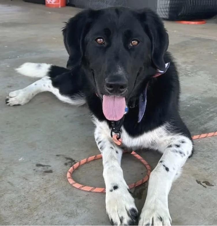 Dottie, a ADOPTABLE mixed breed in Davis, CA image 1/6