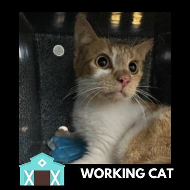 Enlarge Sandbar Shark, a Adoptable Domestic Short Hair in Sarasota, FL image 1/1