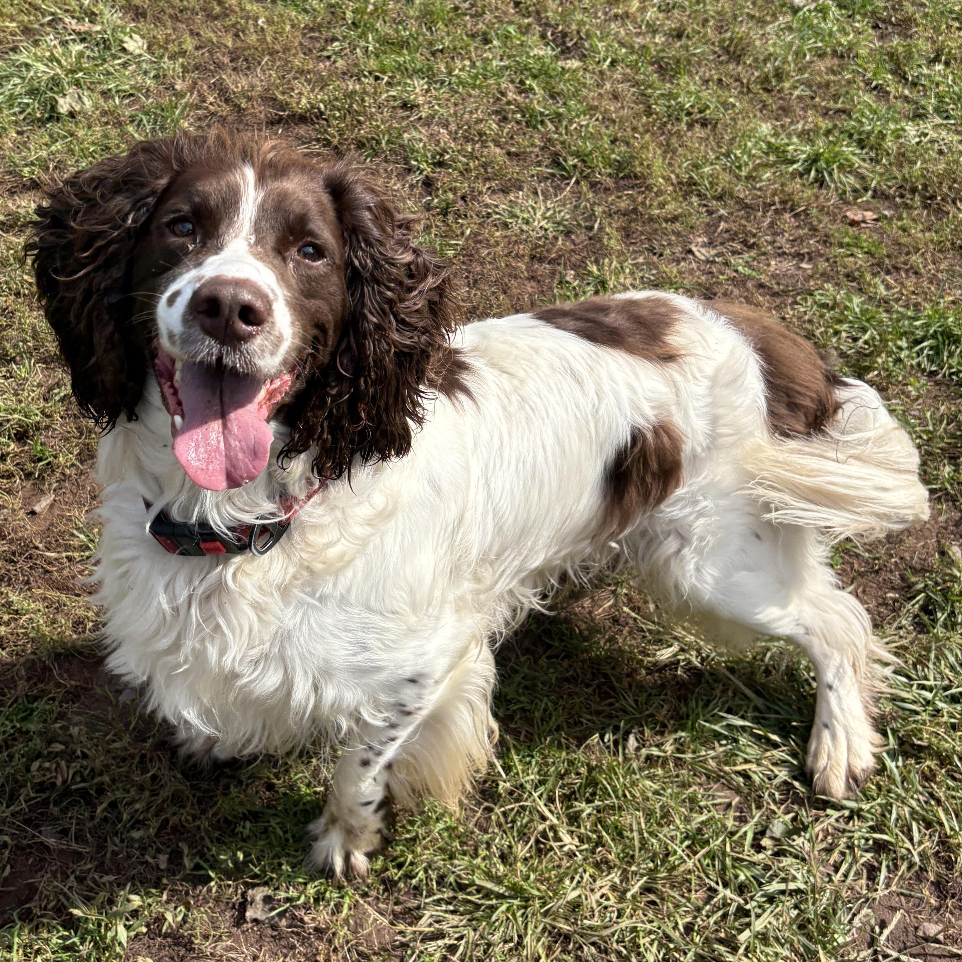 Enlarge Stone, a Adoptable English Springer Spaniel in North Haven, CT image 2/3