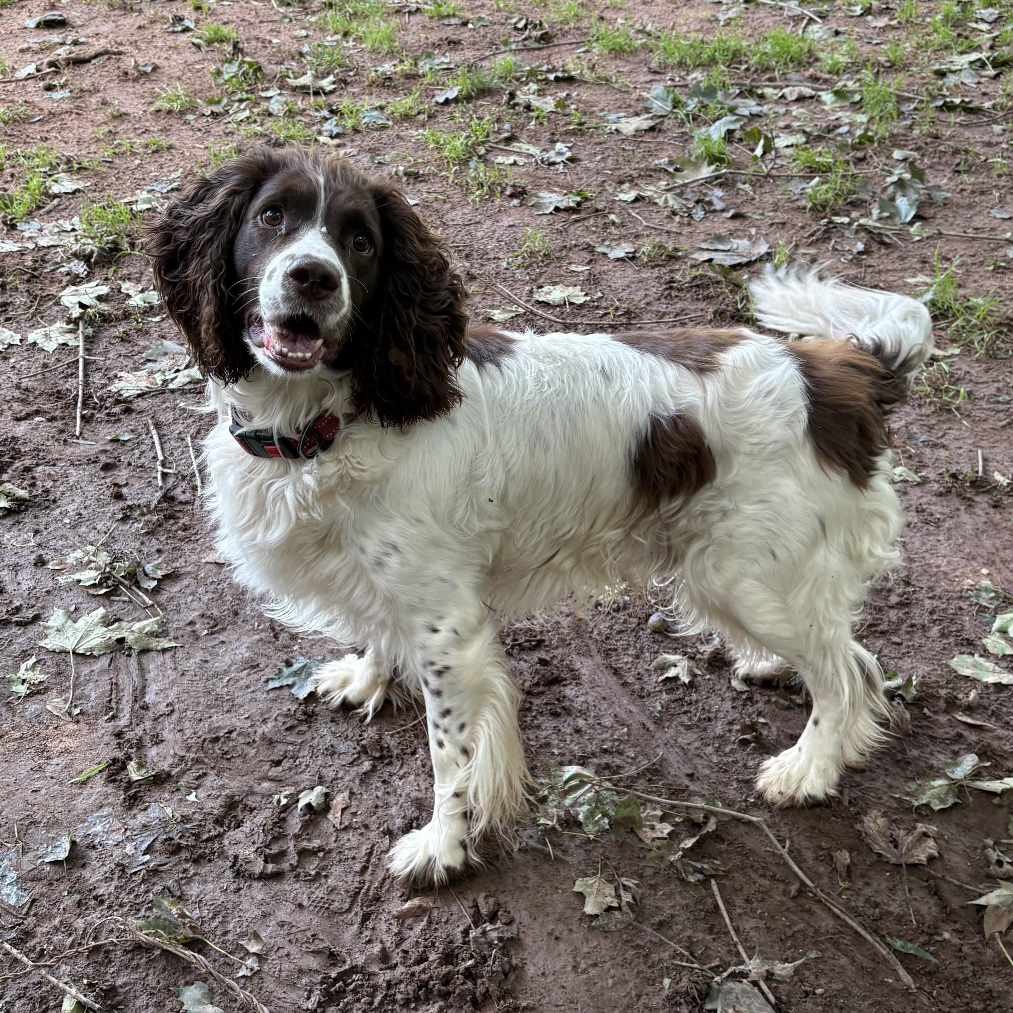 Enlarge Stone, a Adoptable English Springer Spaniel in North Haven, CT image 3/3