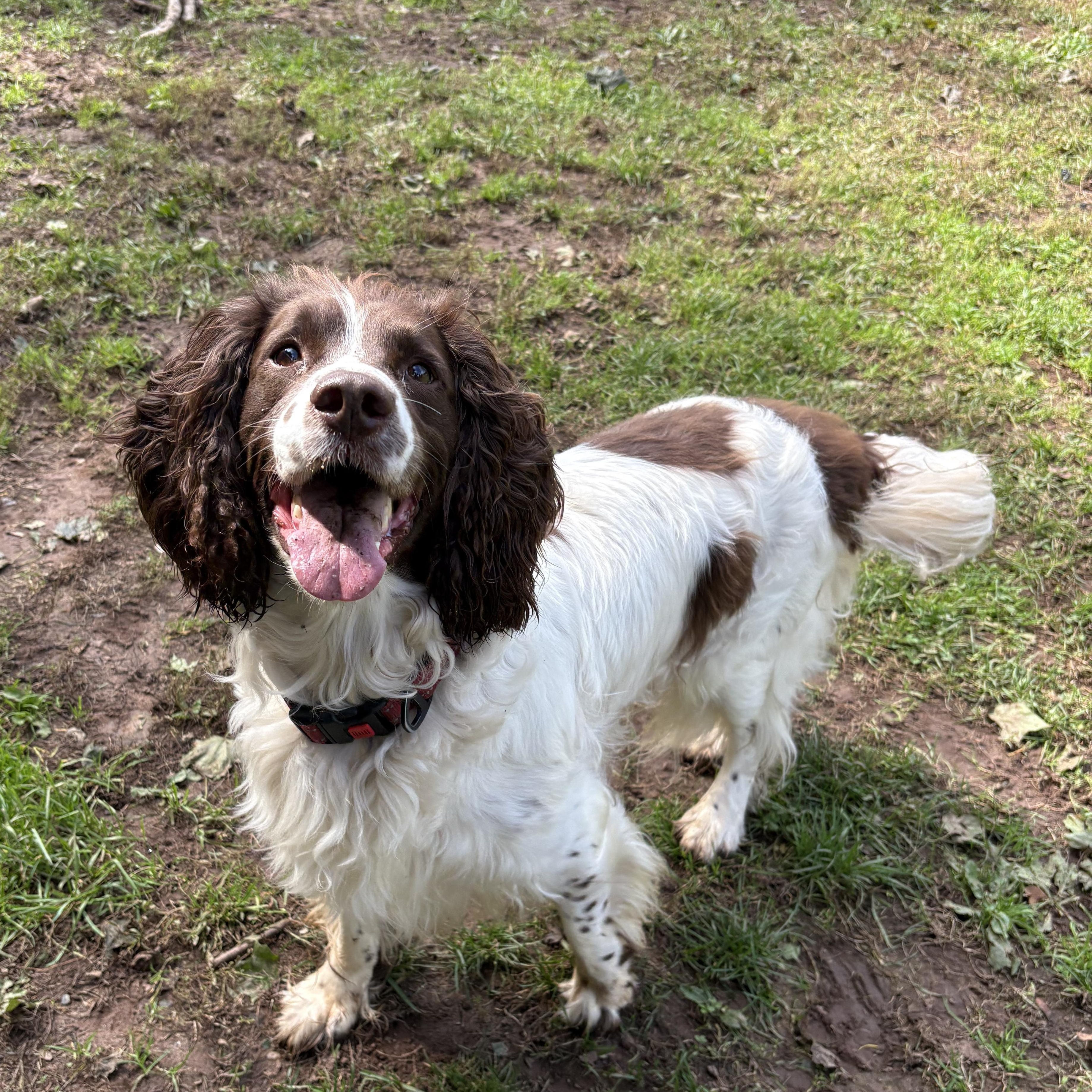 Stone, Adoptable, Senior Male English Springer Spaniel.