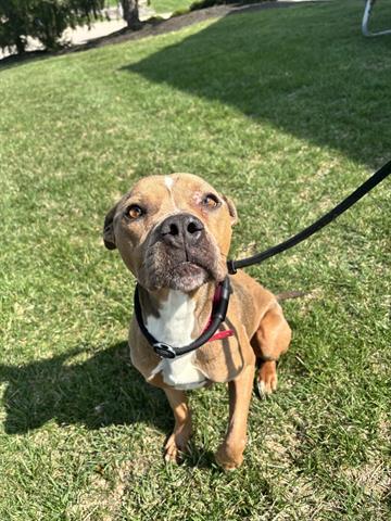 BUTTERFLY, Adoptable, Young Female Pit Bull Terrier.