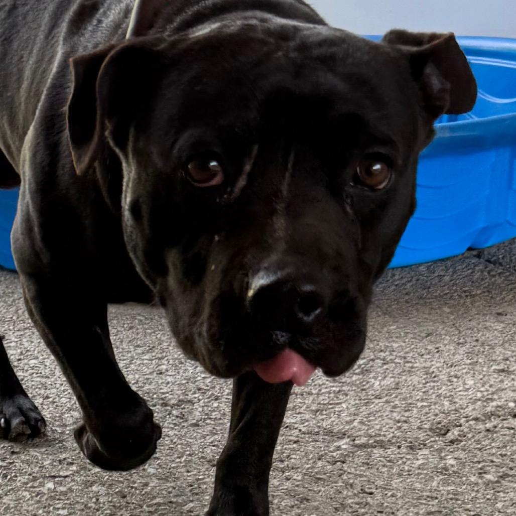 Funk, Adoptable, Puppy Male Mixed Breed.