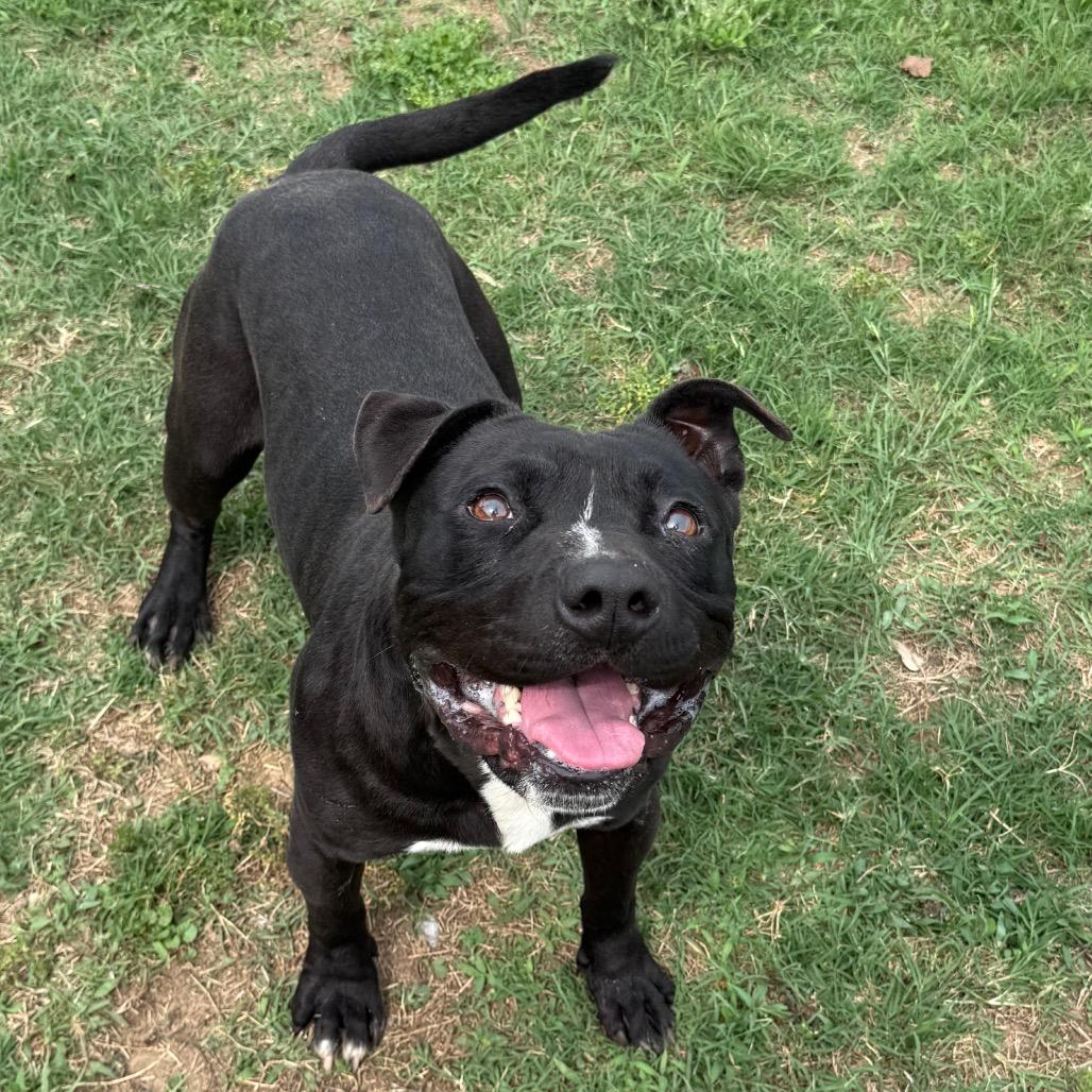 Funk, a Adoptable Mixed Breed in Jacksonville, AR image 2/6