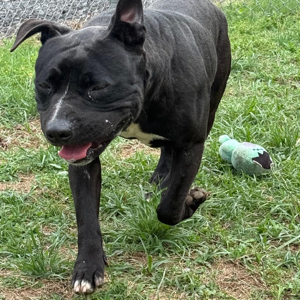 Funk, a Adoptable Mixed Breed in Jacksonville, AR image 3/6