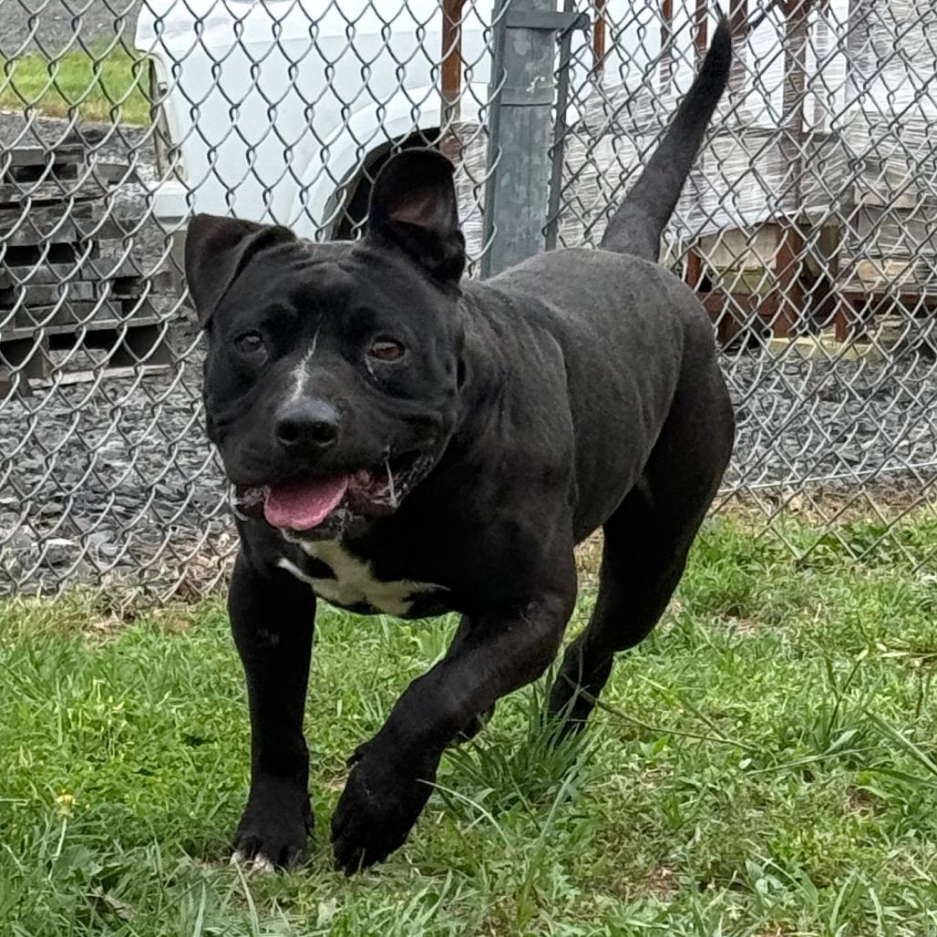 Funk, a Adoptable Mixed Breed in Jacksonville, AR image 4/6