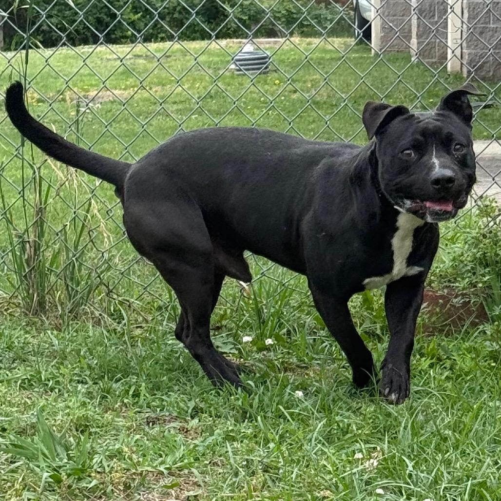 Funk, a Adoptable Mixed Breed in Jacksonville, AR image 5/6