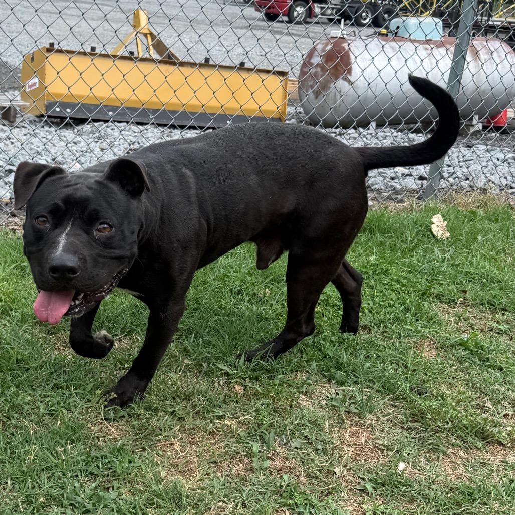 Funk, a Adoptable Mixed Breed in Jacksonville, AR image 6/6