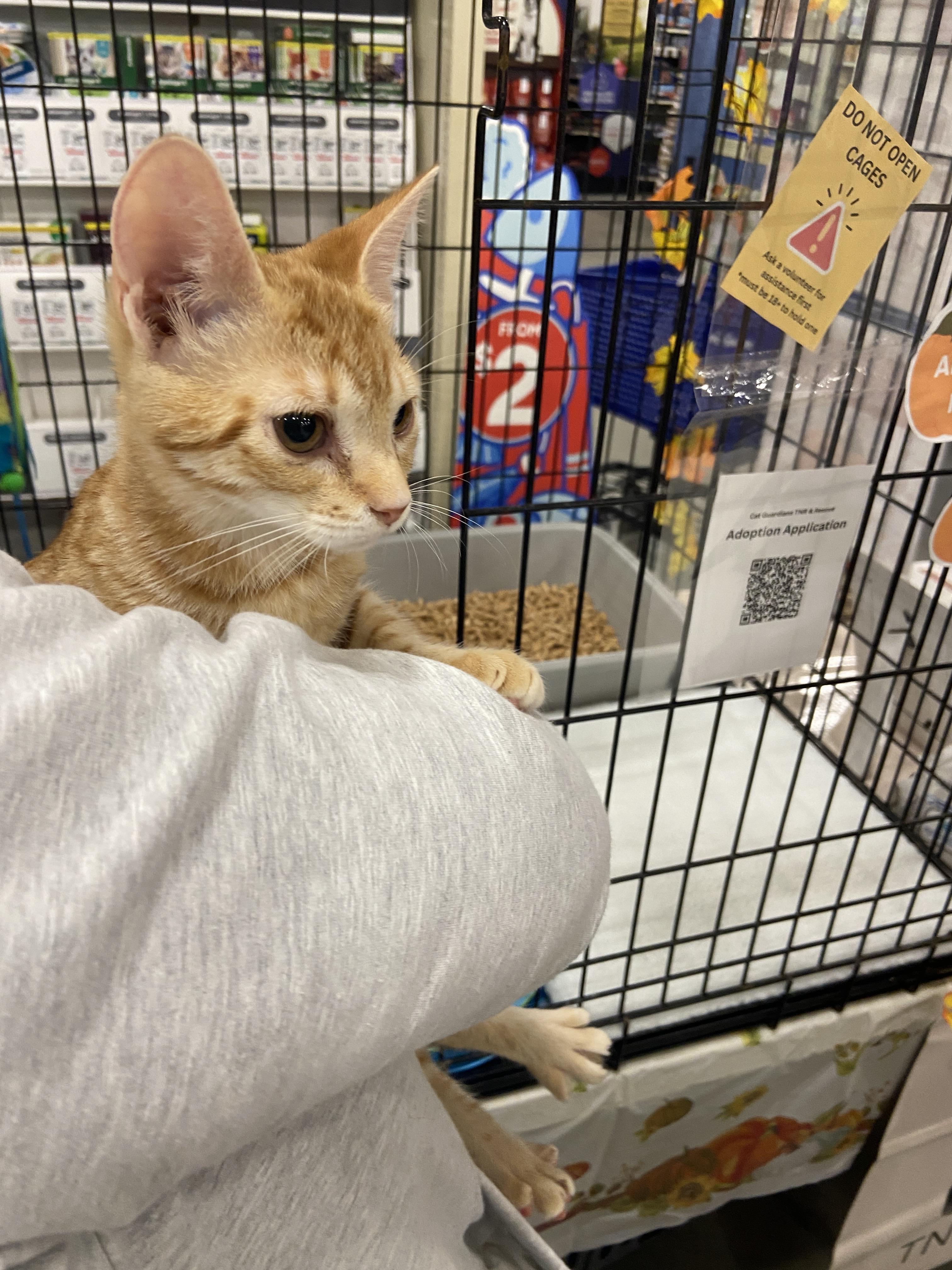 Ginger, Adoptable, Kitten Female Domestic Short Hair.