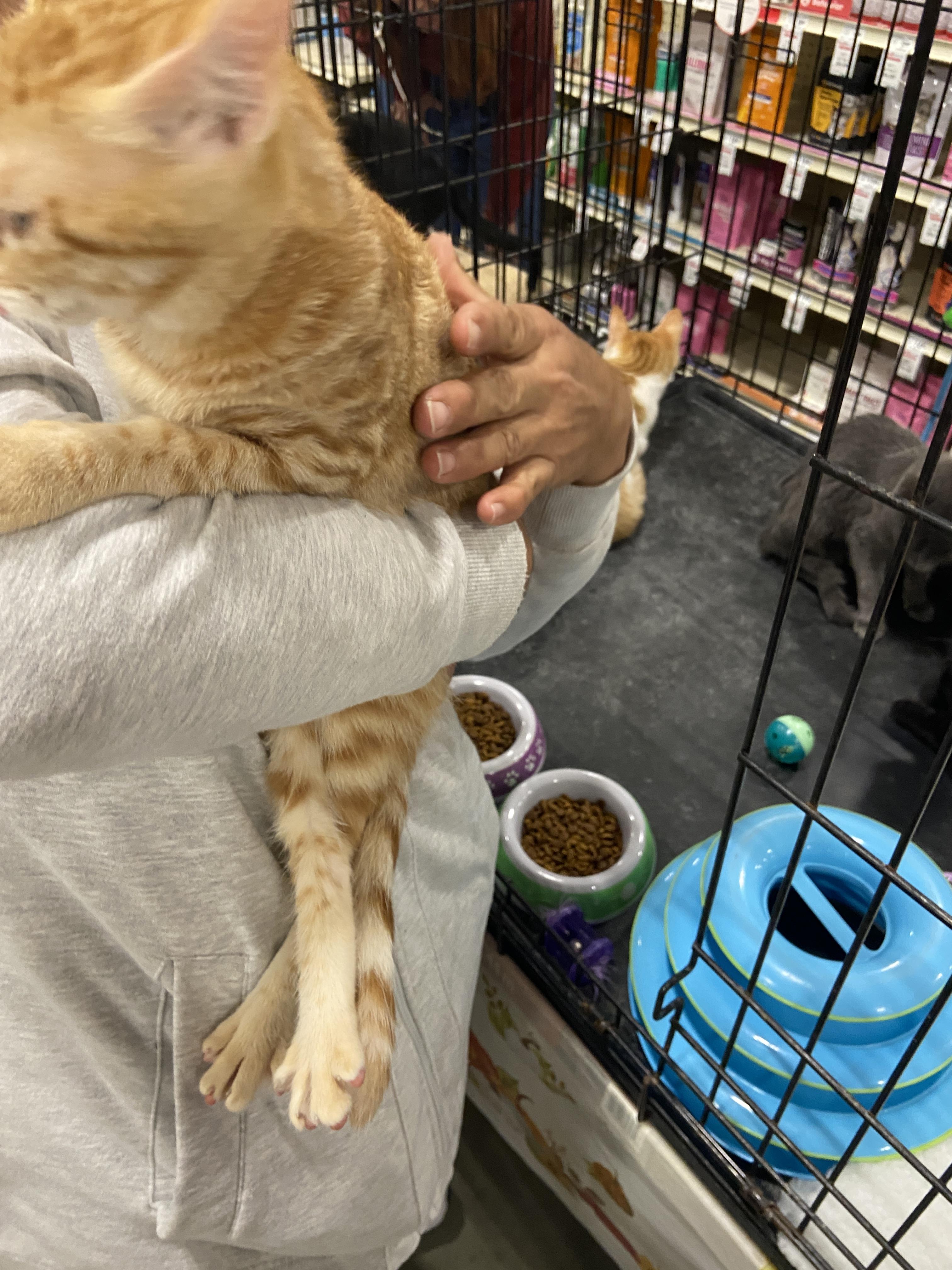 Ginger, a Adoptable Domestic Short Hair in Salinas, CA image 2/2