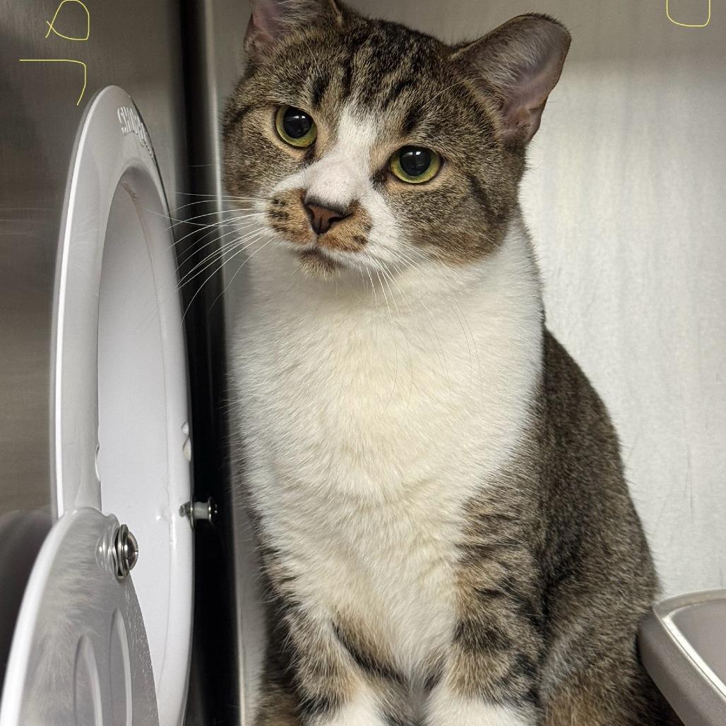 Jody, a Adoptable Domestic Short Hair in Windsor, VA image 1/2