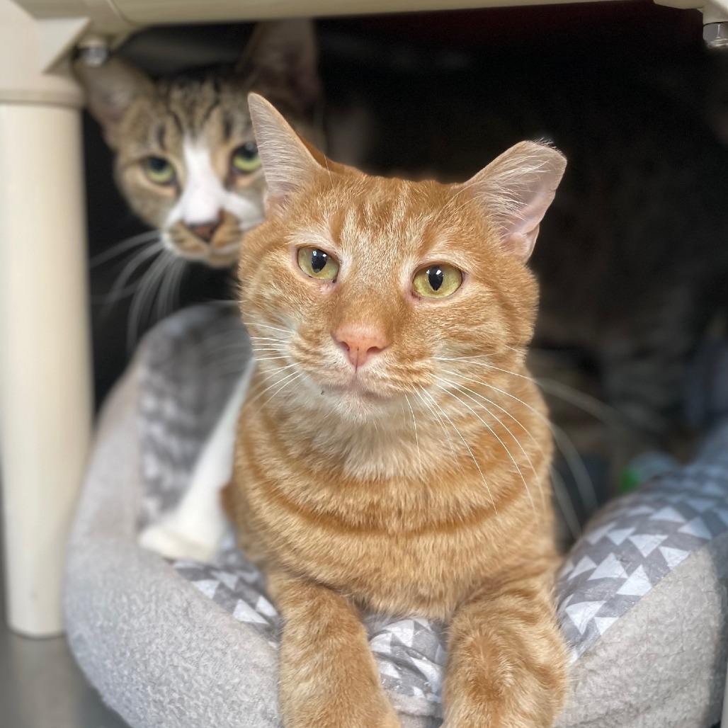 Jody, a Adoptable Domestic Short Hair in Windsor, VA image 2/2