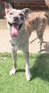 Andie Girl, ADOPTABLE, Young Female Catahoula Leopard Dog.