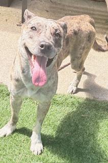 Enlarge Andie Girl, a ADOPTABLE Catahoula Leopard Dog in Mount Juliet, TN image 3/6