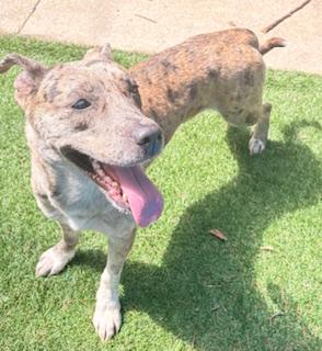 Enlarge Andie Girl, a ADOPTABLE Catahoula Leopard Dog in Mount Juliet, TN image 5/6