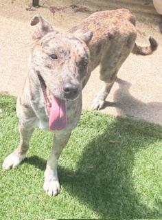 Enlarge Andie Girl, a ADOPTABLE Catahoula Leopard Dog in Mount Juliet, TN image 4/6