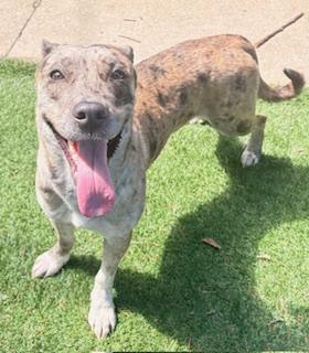 Enlarge Andie Girl, a ADOPTABLE Catahoula Leopard Dog in Mount Juliet, TN image 6/6