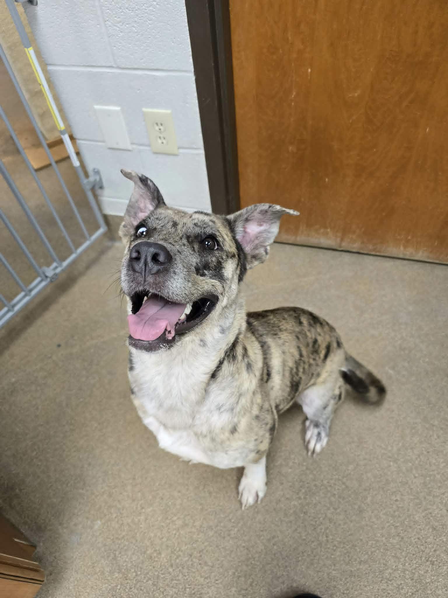 Enlarge Andie Girl, a ADOPTABLE Catahoula Leopard Dog in Mount Juliet, TN image 2/6