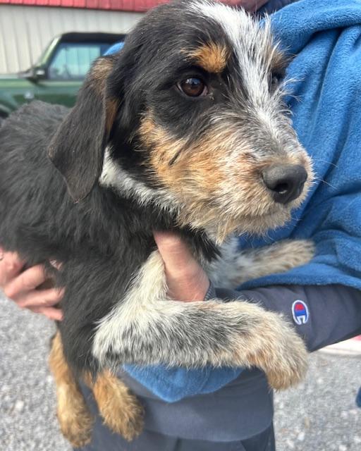 Finch Oiseau — thumbnail 2