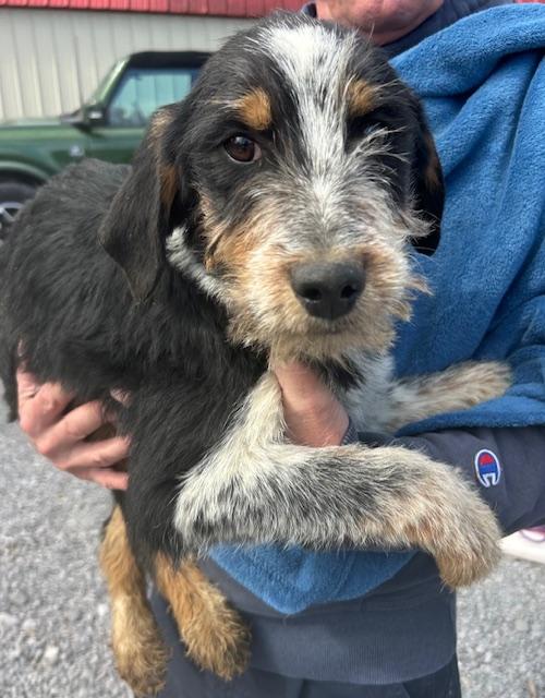 Finch Oiseau — thumbnail 3