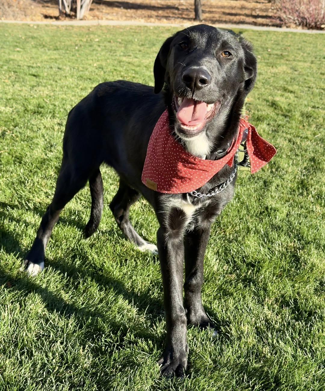 Toe, Adoptable, Young Female Anatolian Shepherd & Labrador Retriever.