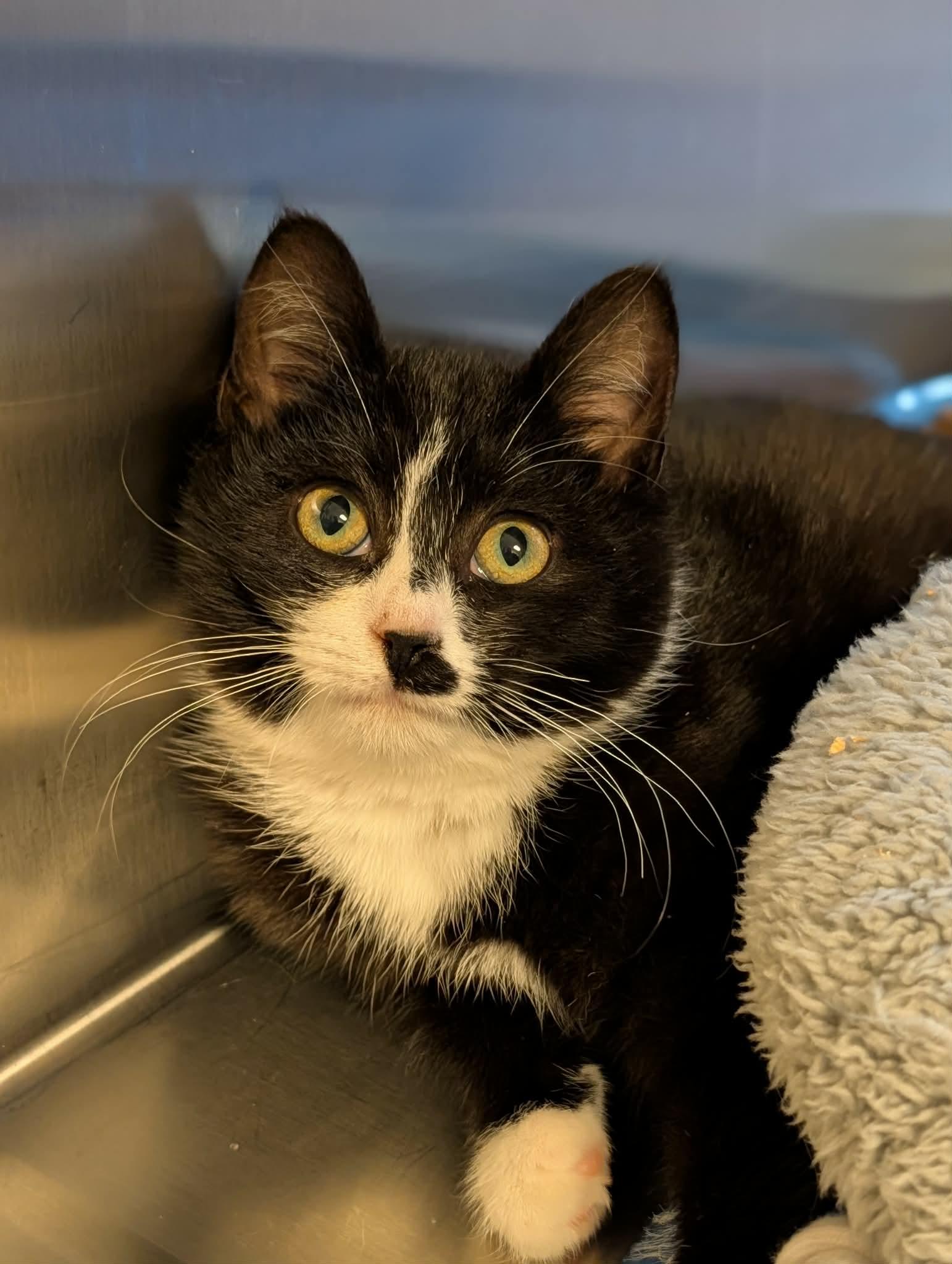 Cartman, adopted, Kitten Male Domestic Short Hair.