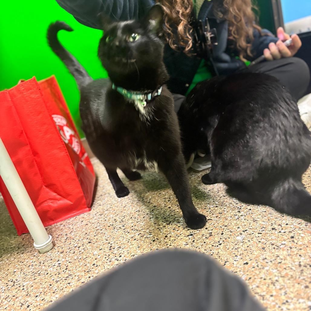 Jack, Adoptable, Senior Male Domestic Short Hair.