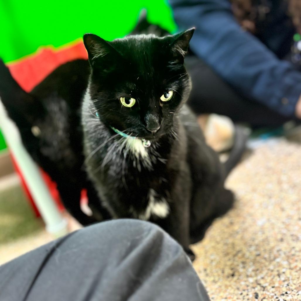 Enlarge Jack, a Adoptable Domestic Short Hair in Cheyenne, WY image 2/6
