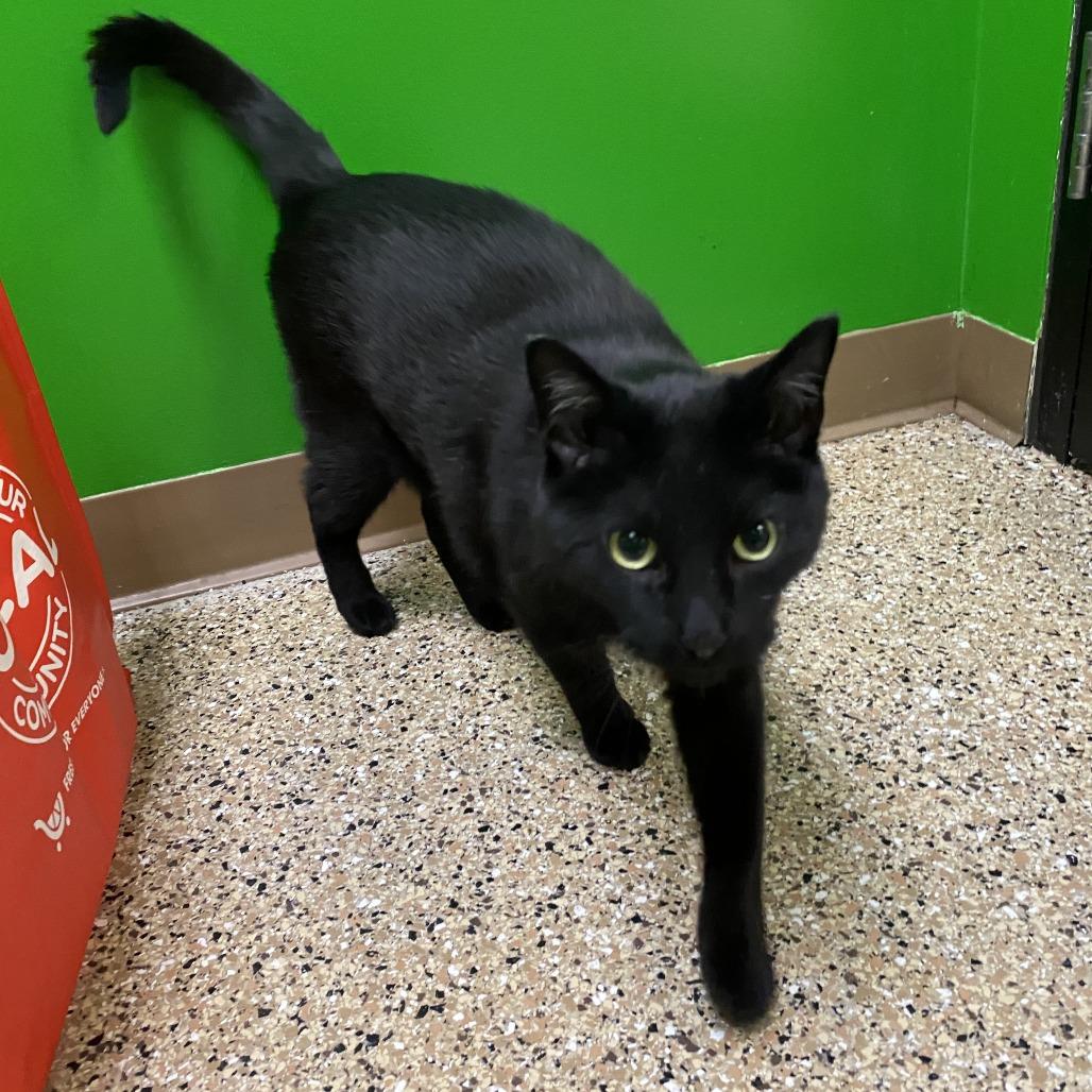 Enlarge Jack, a Adoptable Domestic Short Hair in Cheyenne, WY image 3/6