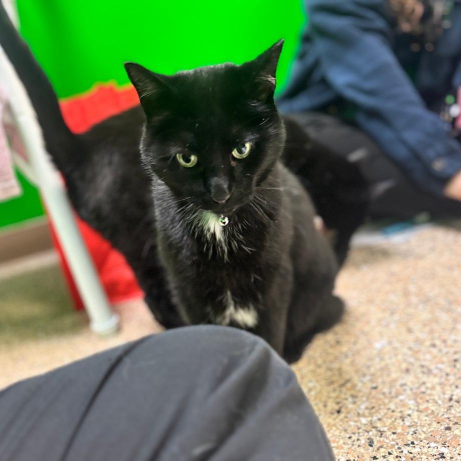 Enlarge Jack, a Adoptable Domestic Short Hair in Cheyenne, WY image 4/6
