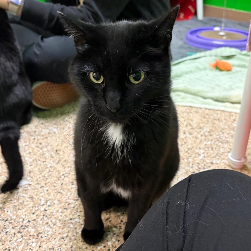 Enlarge Jack, a Adoptable Domestic Short Hair in Cheyenne, WY image 5/6