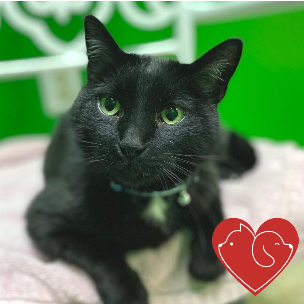 Enlarge Jack, a Adoptable Domestic Short Hair in Cheyenne, WY image 6/6