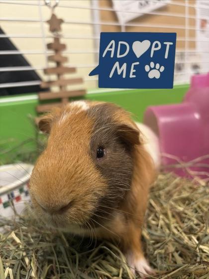 Enlarge Heavy, a Adoptable mixed breed in Lowell, MA image 1/1