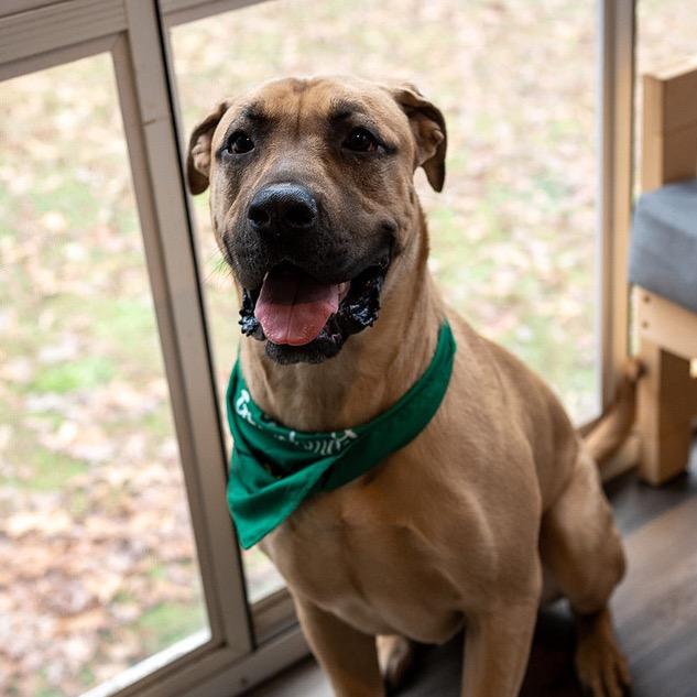 Josie, a Adoptable mixed breed in Aberdeen, NC image 1/5