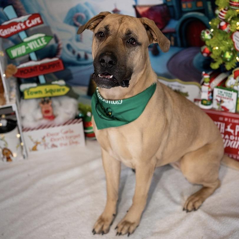 Josie, a Adoptable mixed breed in Aberdeen, NC image 2/5