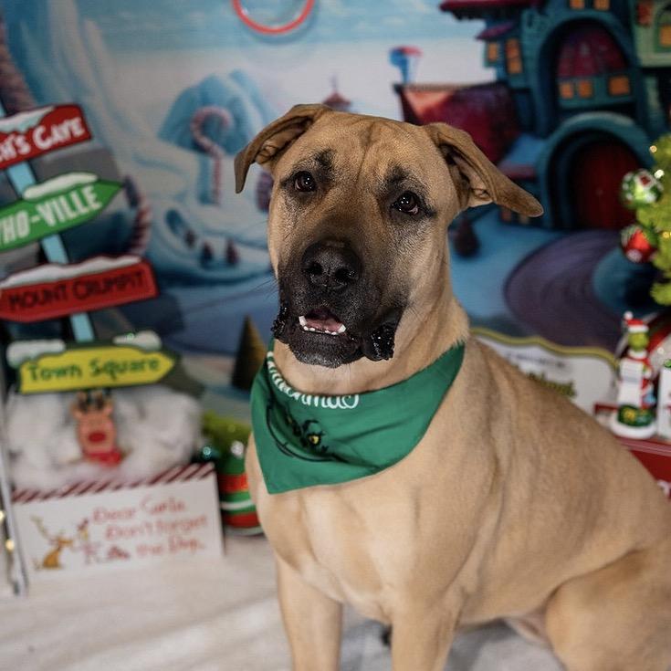 Josie, a Adoptable mixed breed in Aberdeen, NC image 3/5