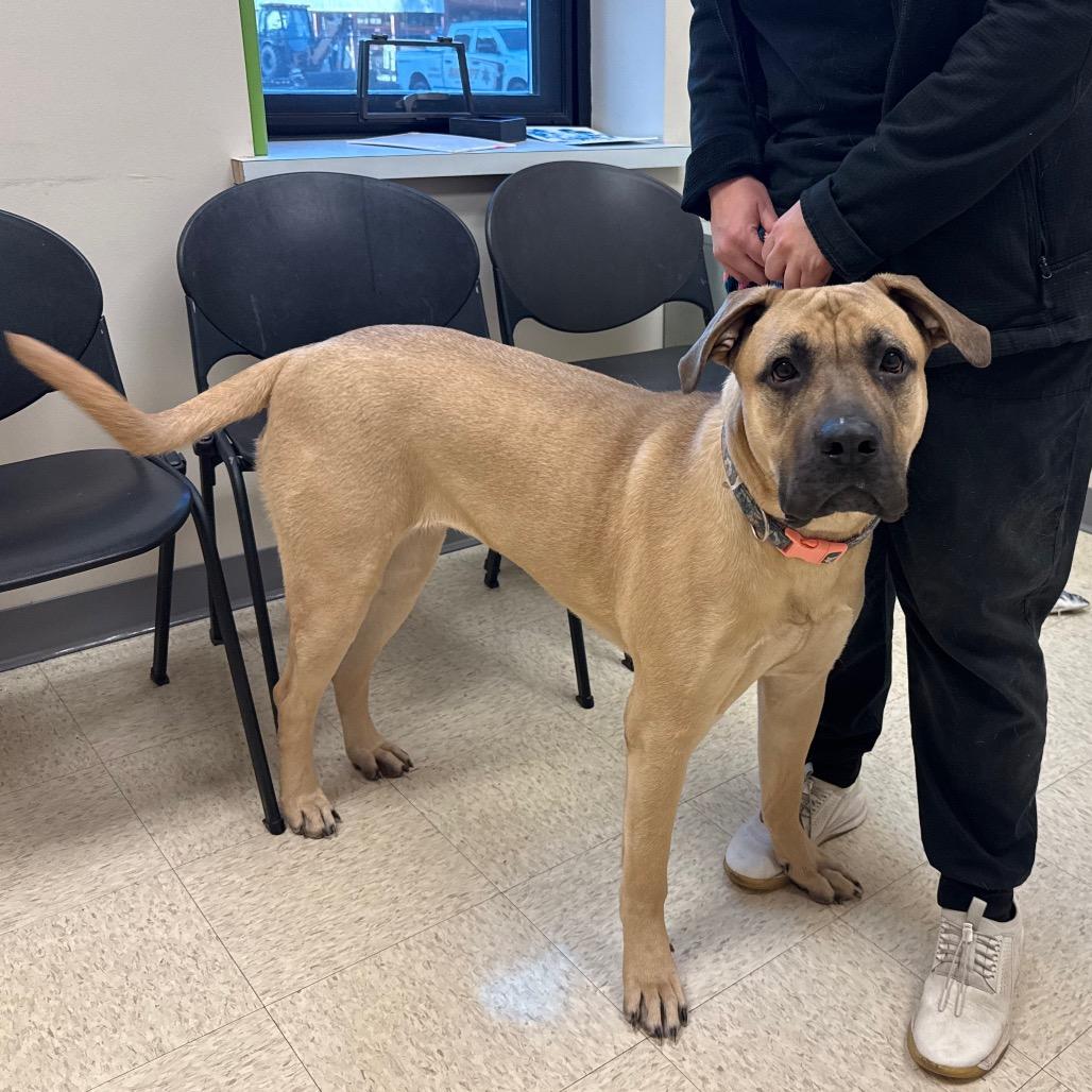 Josie, a Adoptable mixed breed in Aberdeen, NC image 4/5