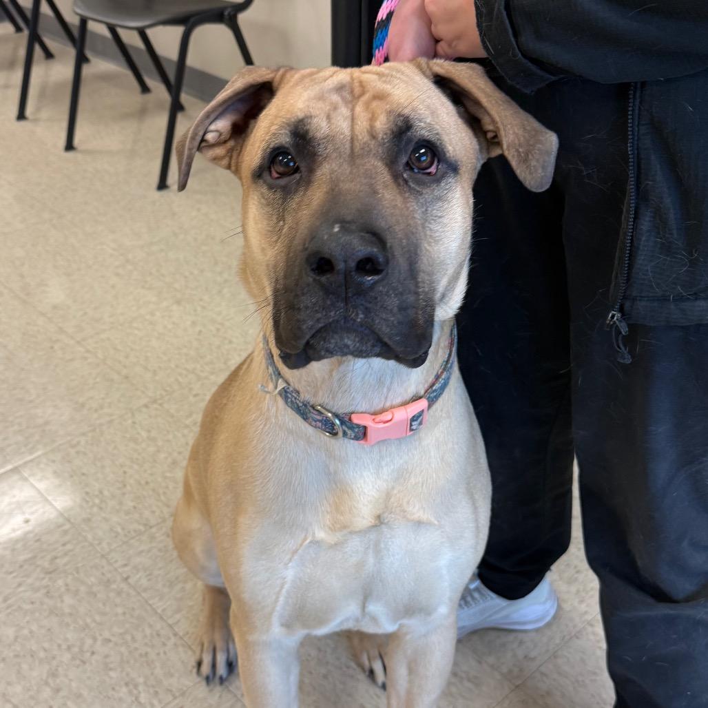 Josie, a Adoptable mixed breed in Aberdeen, NC image 5/5