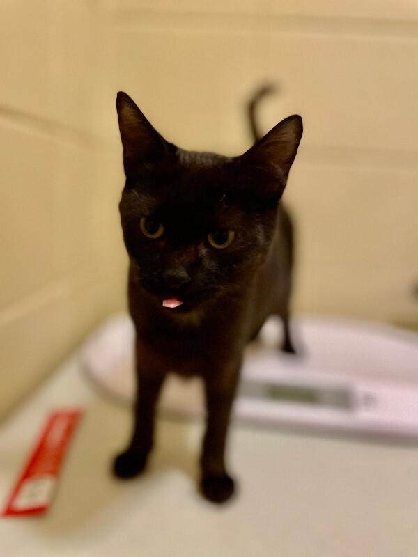 Yolk, Adoptable, Adult Male Domestic Short Hair.