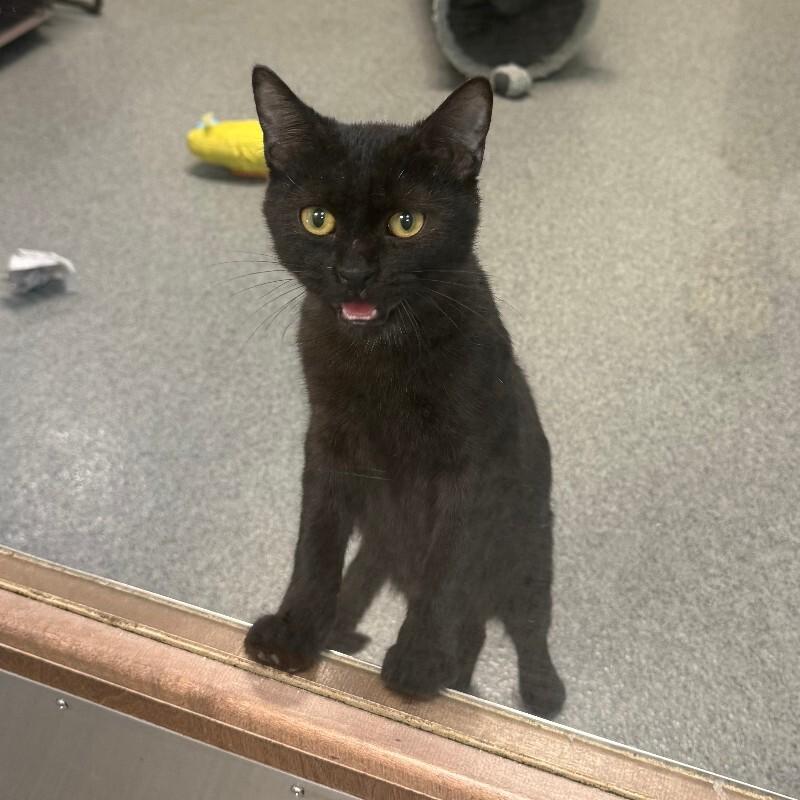 Yolk, a Adoptable Domestic Short Hair in Fort Collins, CO image 2/6