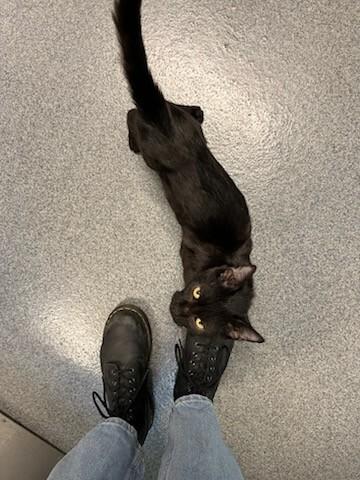 Yolk, a Adoptable Domestic Short Hair in Fort Collins, CO image 4/6