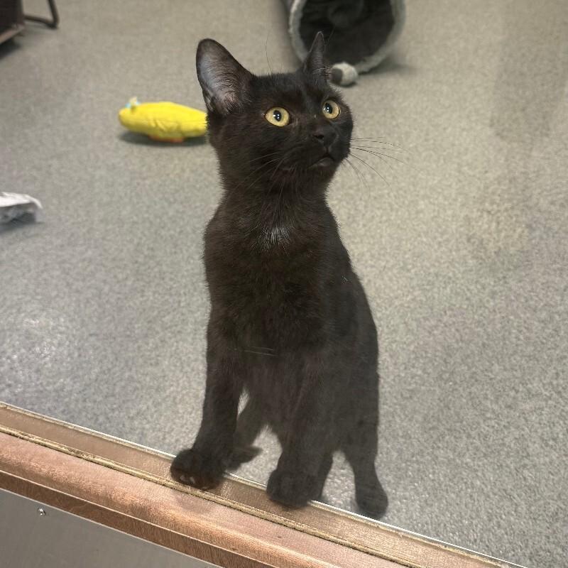 Yolk, a Adoptable Domestic Short Hair in Fort Collins, CO image 6/6